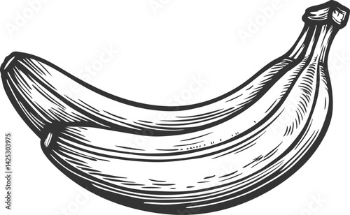 Banana fruit illustrated in vintage engraved hand drawn black and white sketch