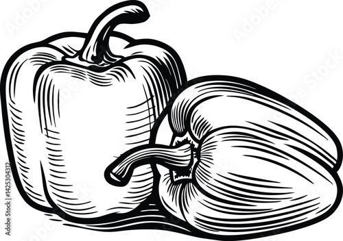 Vintage engraved style illustration of fresh bell peppers with shading detail
