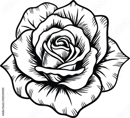 Beautiful blooming rose flower illustrated in classic vintage hand drawn style