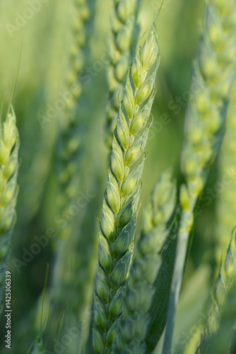 Weizen,  Winterweizen,  Triticum aestivum photo