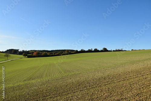 Weizen,  Winterweizen,  Triticum aestivum photo