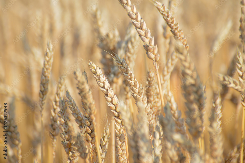Weizen, Winterweizen, Triticum aestivum Weizen, Winterweizen, Triticum aestivum