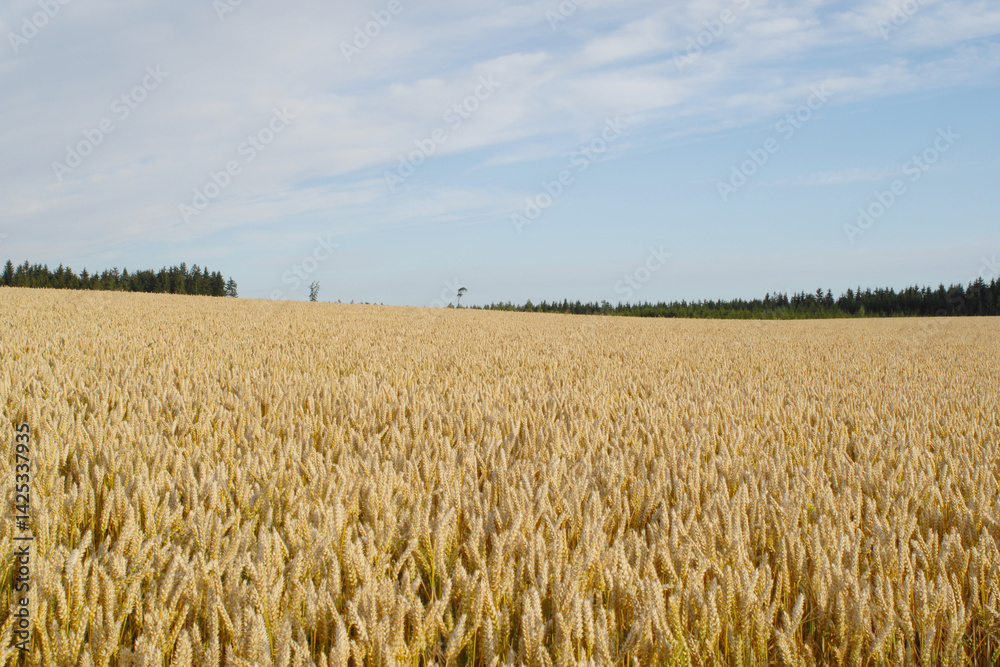 Weizen, Winterweizen, Triticum aestivum Weizen, Winterweizen, Triticum aestivum