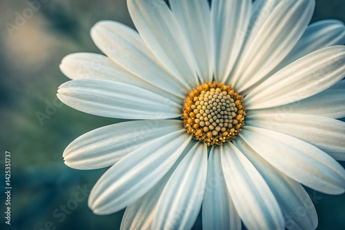 white daisy flower