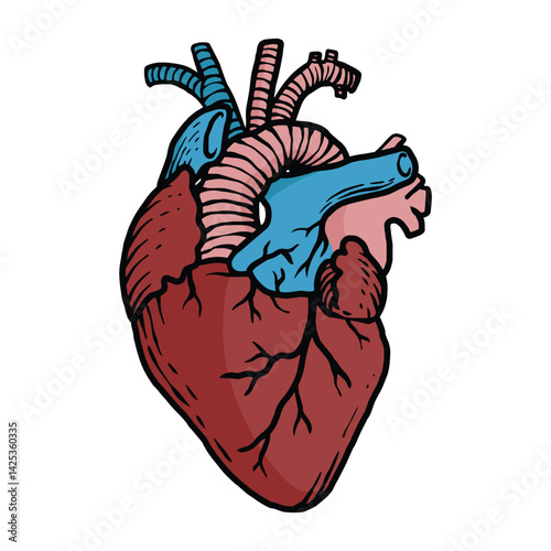 human organs coloring