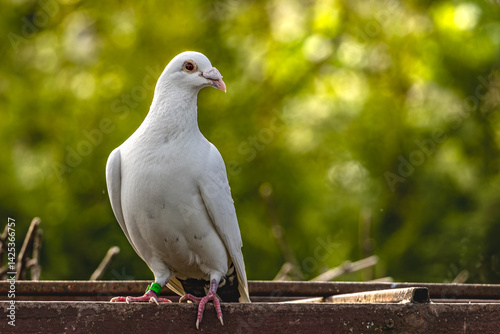 Photography A white breeding pigeon sitting on a fence against a background of leaves