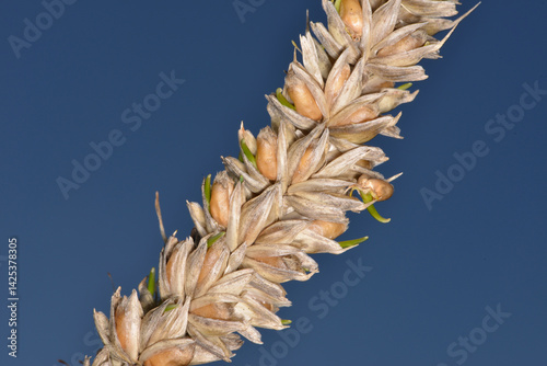 Weizen,  Winterweizen,  Triticum aestivum photo