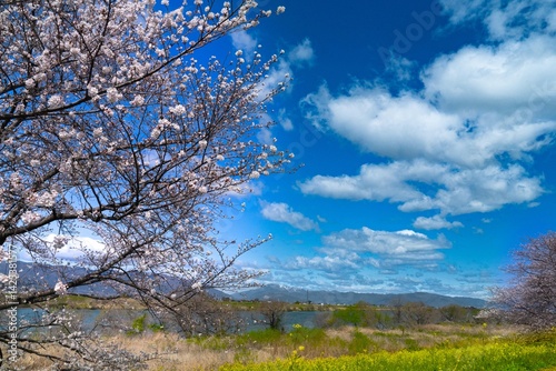 桜と菜の花風景