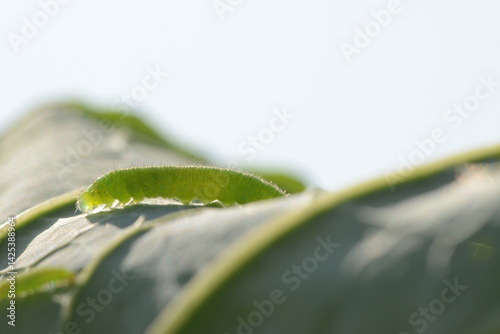Kleiner Kohlweißling,  Pieris rapae L.