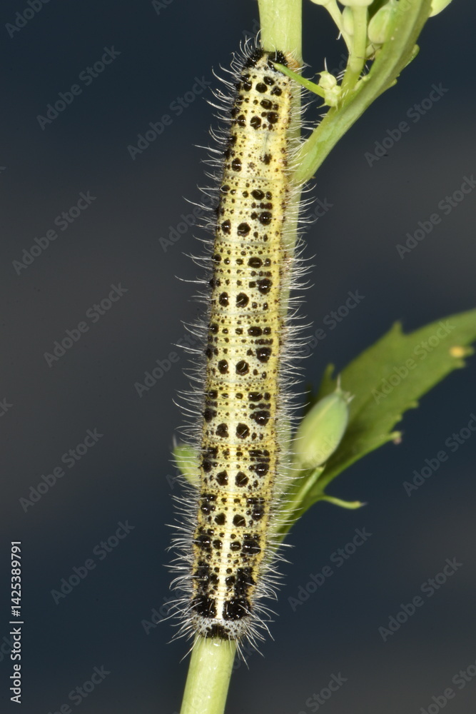 Naklejka premium Großer Kohlweißling; Pieris brassicae L.