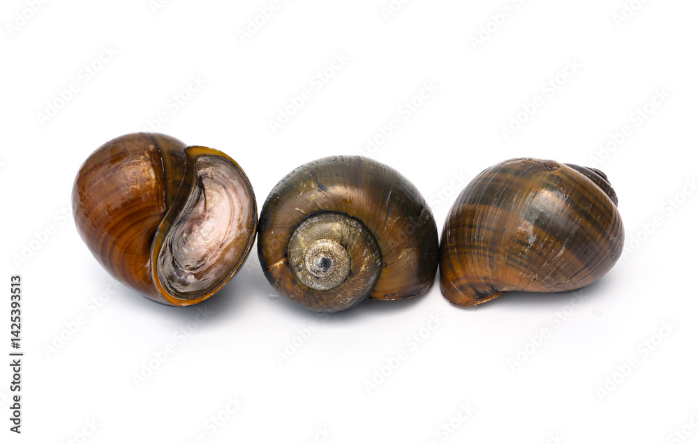 Native freshwater snails of southern Thailand. Spiral side and mouth operculum of Alive Freshwater Apple snail - Pila angelica isolated on white background. Native freshwater snails of southern Thailand. Spiral side and mouth operculum of Alive Freshwater Apple snail - Pila angelica isolated on white background.