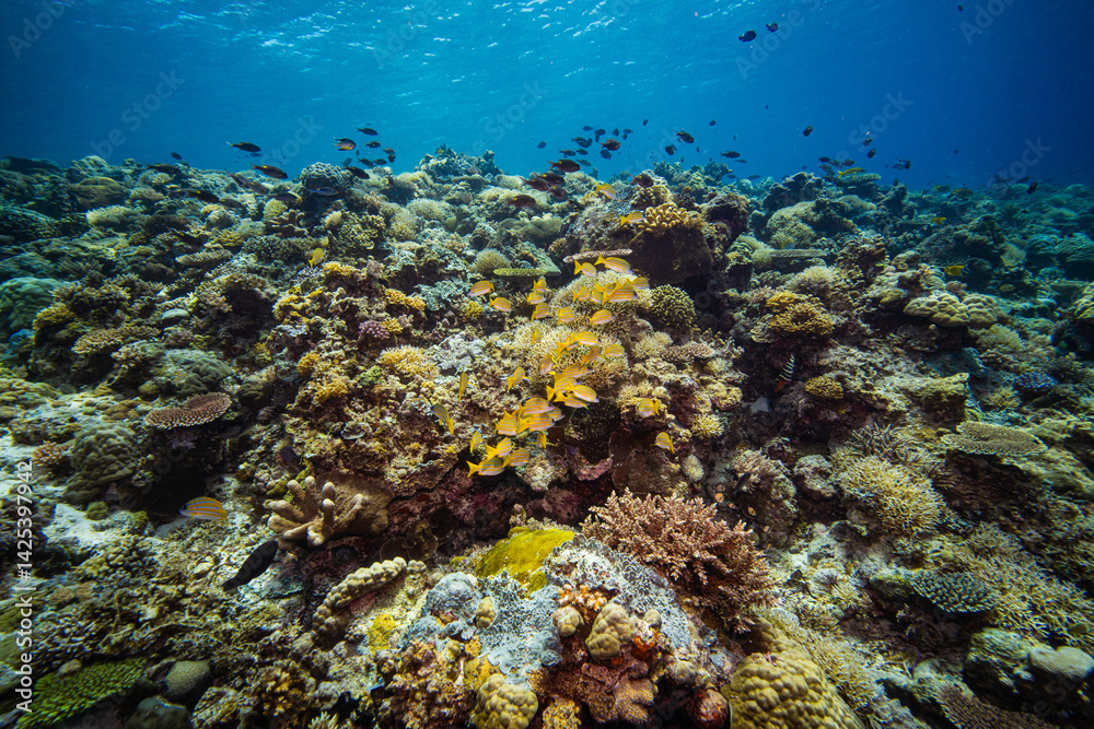Fototapeta premium APO REEF, Philippines