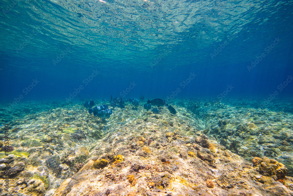 Obraz premium APO REEF, Philippines