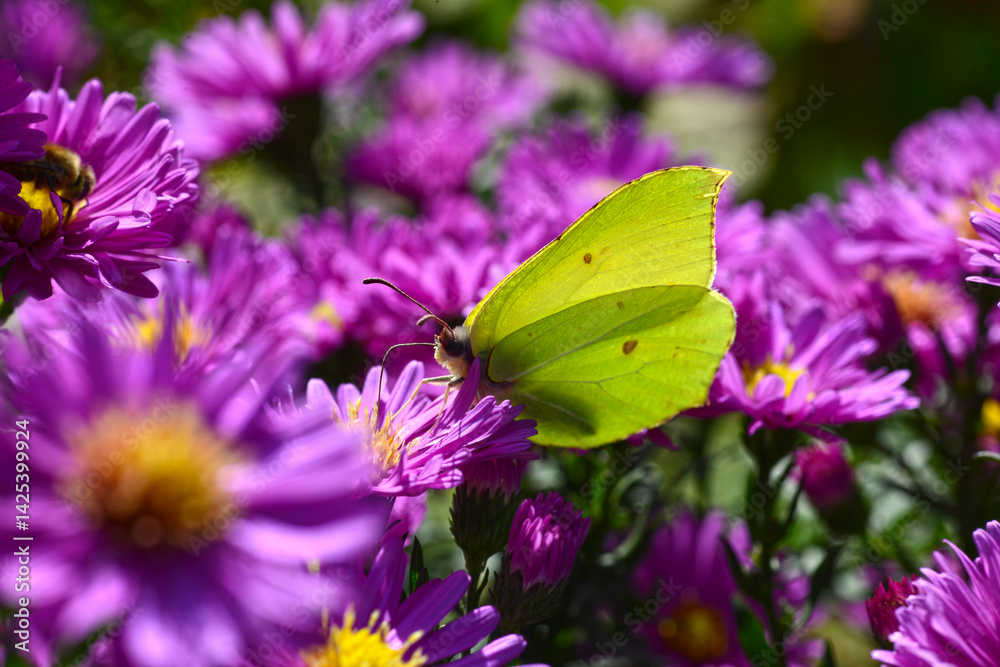 Zitronenfalter, Gonepteryx rhamni Zitronenfalter, Gonepteryx rhamni