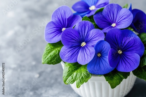 Vibrant blue gloxinia flowers blooming in white pot