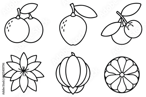 natal plum line art abstract monochrome plant sketch art