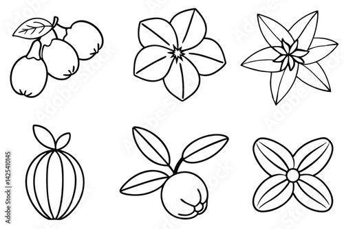 natal plum line art detailed line drawing of fruit