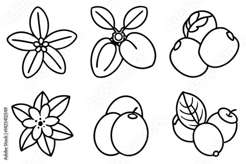 natal plum line art modern monochrome plant drawing style