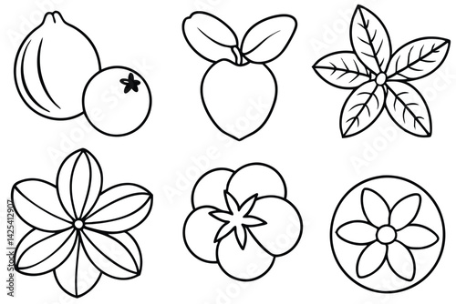 natal plum line art simple botanical nature sketch artwork