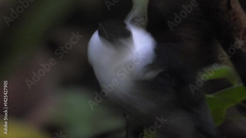 White Bearded Manakin Bird In Dense Forest Of Tayrona National Park In Colombia, South America. Selective Focus Shot