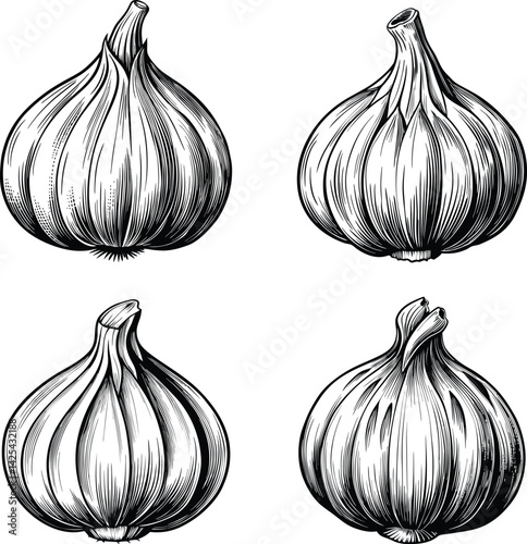 Garlic Bulbs Black and White Illustration Vector images