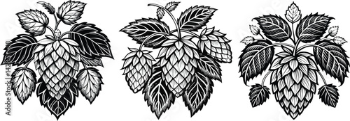 Hop Bines Black and White Vector Design Botanical Art