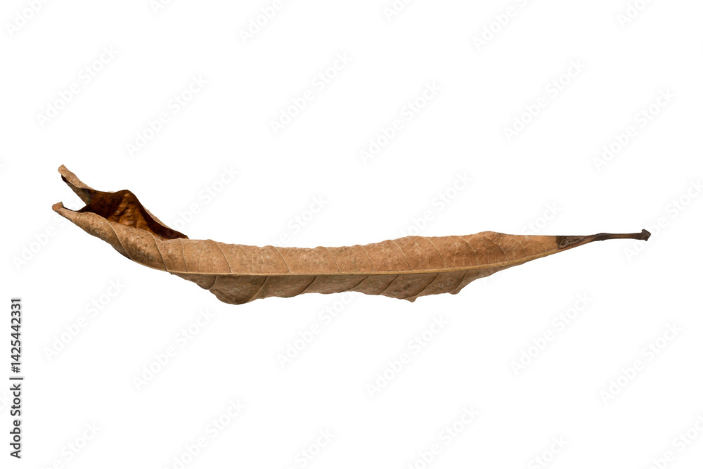 Fototapeta premium dry leaf isolated on transparent png background, brown dried leaf in autumn season