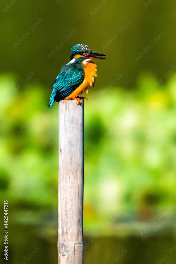 Obraz premium Common Kingfisher Perched on a Post