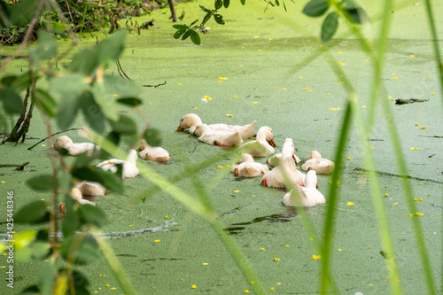 Ducks swimming among greenery nature pond wildlife tranquil environment close-up view