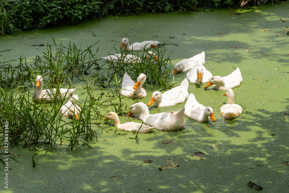 Ducks swimming in a pond nature scene close-up view serene environment wildlife