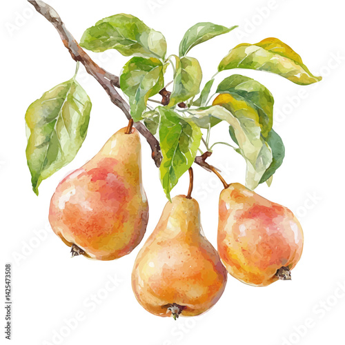 Autumn pears ripening on the tree, watercolor illustration, isolated on a white background.

