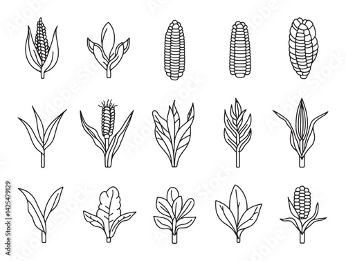 Healthy Corn Plants Growing in Fertile Soil on Farm