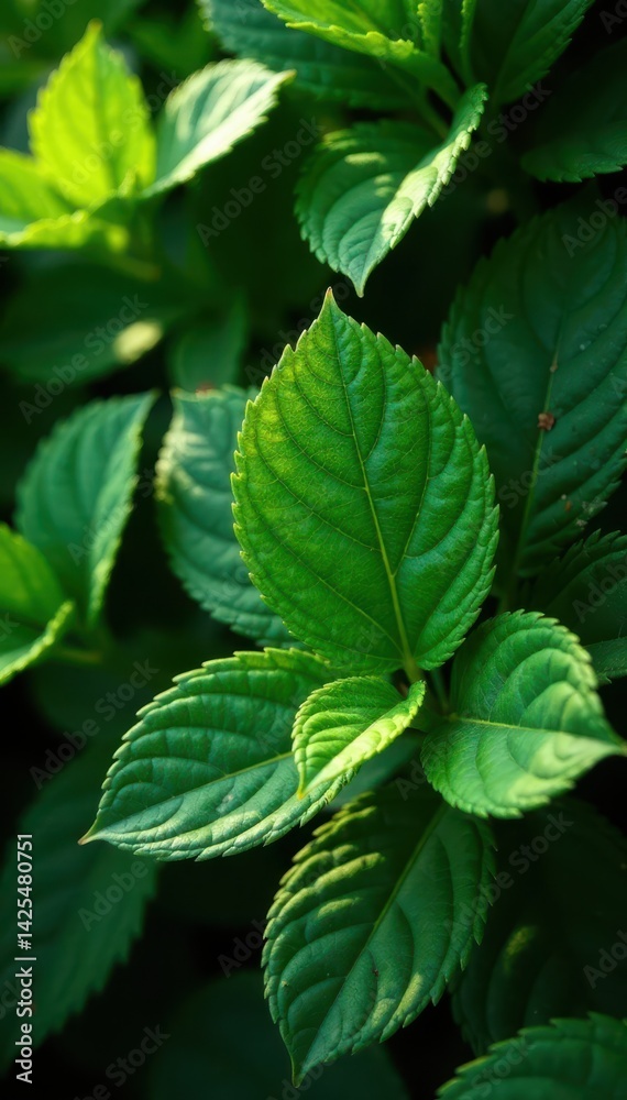 Deep green leaves, rough surface, sunlight dappled, growth, garden, detail Deep green leaves, rough surface, sunlight dappled, growth, garden, detail