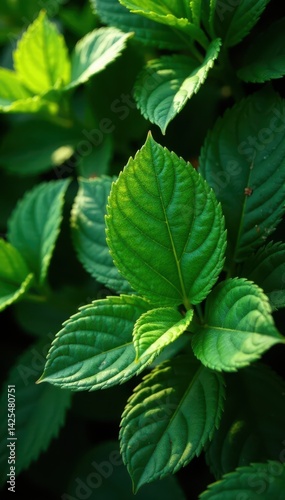 Deep green leaves, rough surface, sunlight dappled, growth, garden, detail