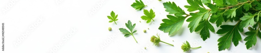 Dried oregano leaves, textured, scattered on white , overhead, flavour Dried oregano leaves, textured, scattered on white , overhead, flavour