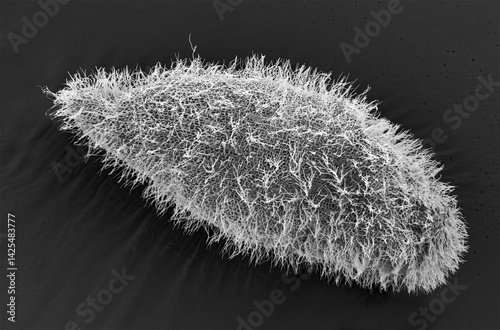 Paramecium, SEM