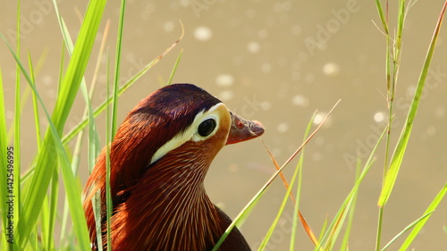 perfil , pato mandarín