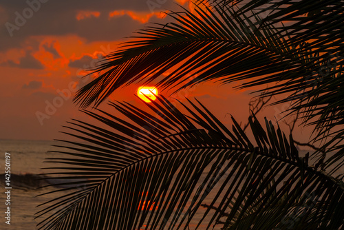 Fototapeta Naklejka Na Ścianę i Meble -  Golden sunset over the Pacific Ocean with palm trees silhouetted in Uvita, Costa Rica
