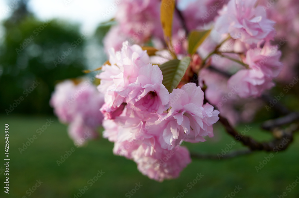 Pink flower with a pink center and pink petals Pink flower with a pink center and pink petals