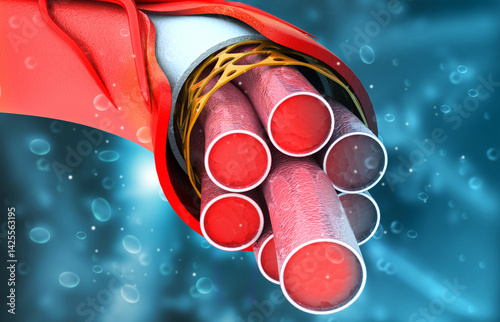 Human veins anatomy cross section. 3d illustration. photo