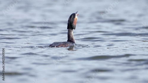 Great Crested Grebe Catches and Eats Fish in Slow Motion