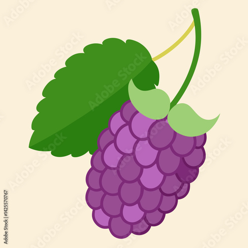 vector illustration of grapes
