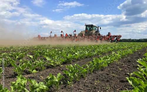 Agro work in the field. An array of sugar beet plants. Row-to-row cultivation is underway with a tractor with a professional trailed unit - a hoe. Above the field, the sky is bright with slow but magn photo