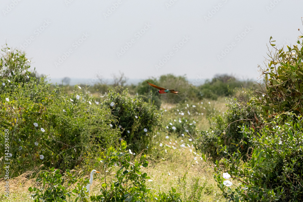lecąca Żołna karminowa (Merops nubicoides), mały kolorowy ptak zamieszkujący tereny sawanny, Park Narodowy Tsavo i rezerwat wzgórz Taita, Kenia, Afryka