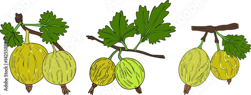 Gooseberry hand drawn vector illustration. Dewberry colored berries and leaves drawing on white background