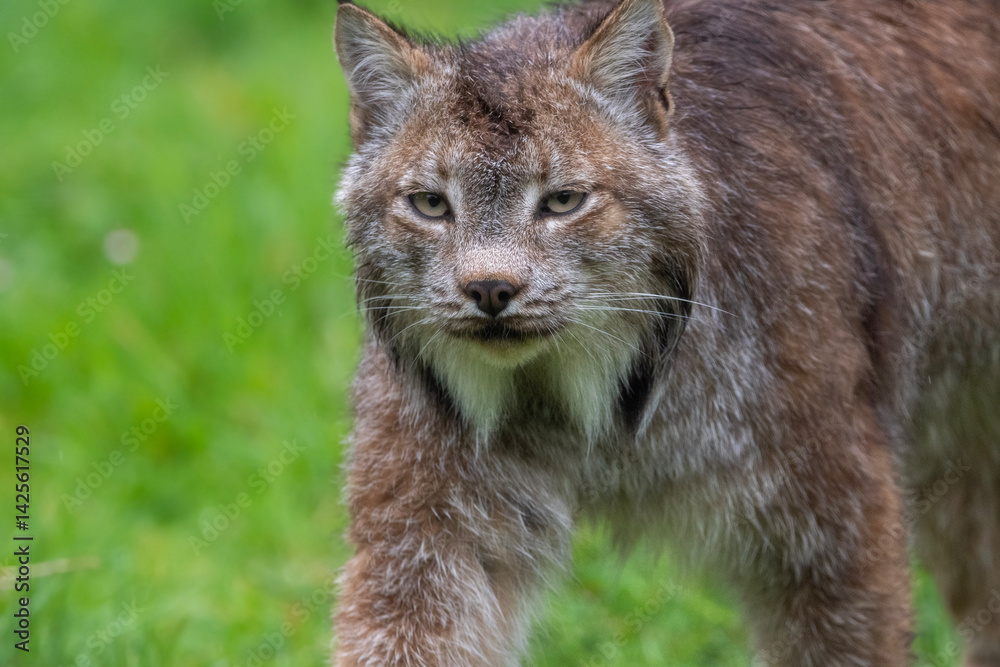 Naklejka premium Canadian lynx at Hamerton Zoo in Cambridgeshire, UK
