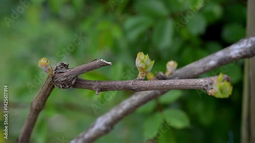 Vine bud, Budding vine leaves in early spring light highlighting the growth and renewal of nature in Bordeaux vineyard landscape, High quality 4k footage