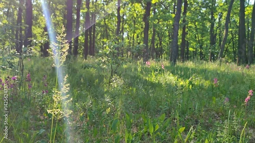 Pink flowers and green leaves lit by bright sun in green spring forest in sunny day. Bright blooming flowers. Wildlife in spring summer. Sunbeams. Plants vegetation. Natural background Nature backdrop