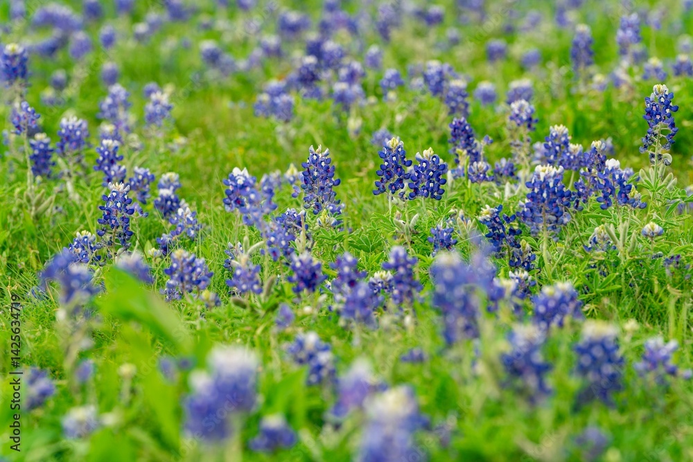 Naklejka premium Vibrant Bluebonnet Field in Full Bloom