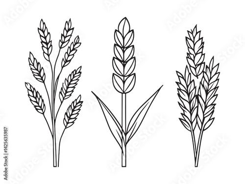Spelt grain line art vector illustration